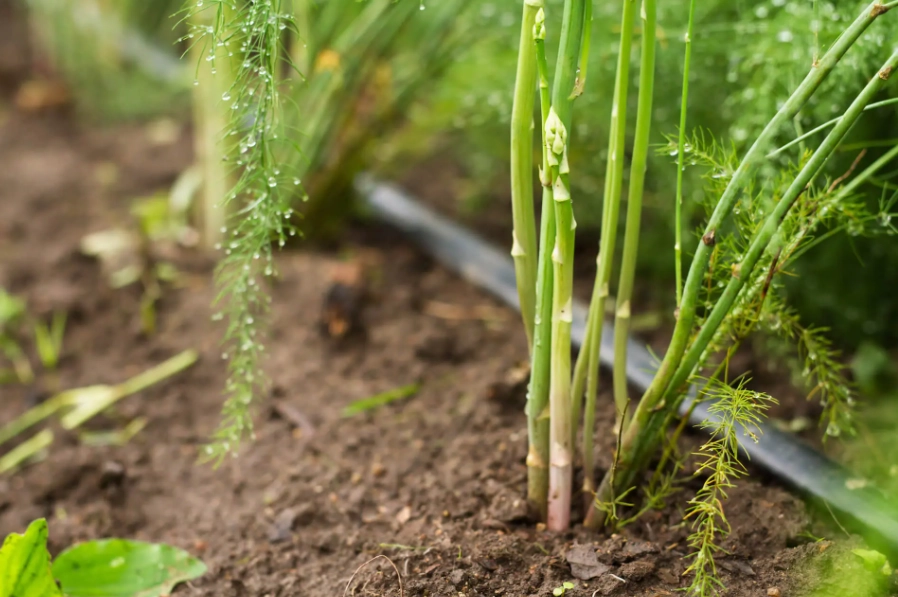 asparagus fern plant