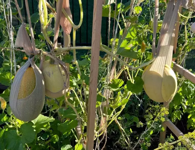 vertical gardening vegetables vertical gardening vegetables
