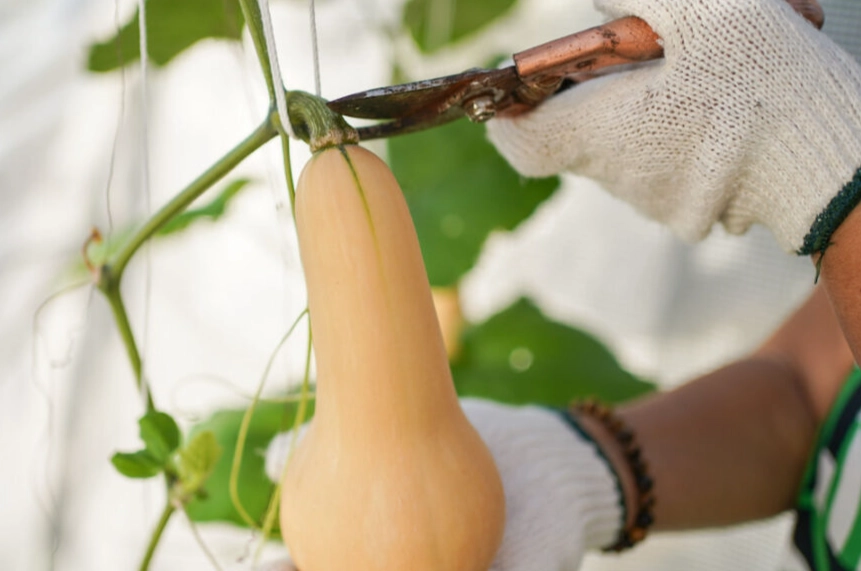 butternut squash ripening