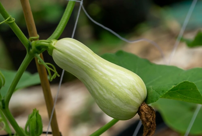 squash vine borer prevention squash vine borer prevention