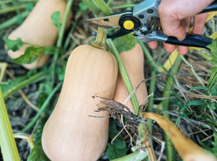 when do you pick butternut squash