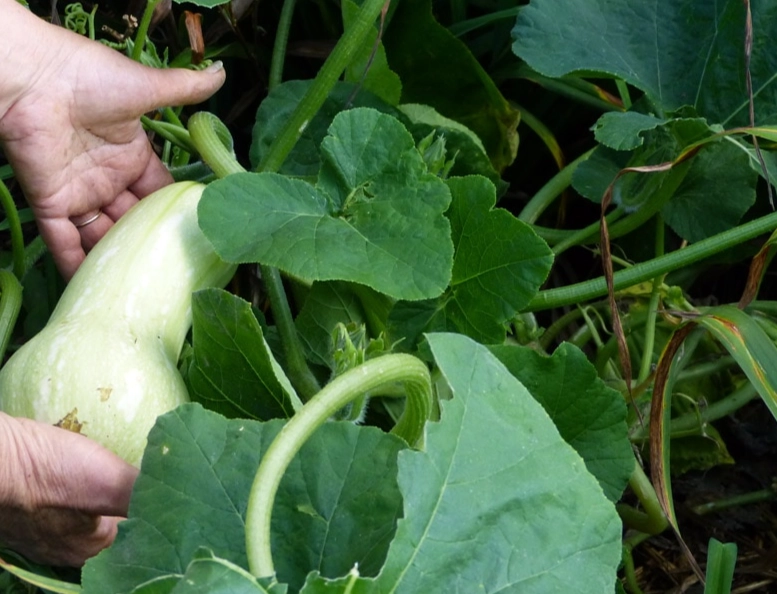 how to tell if butternut squash is ripe