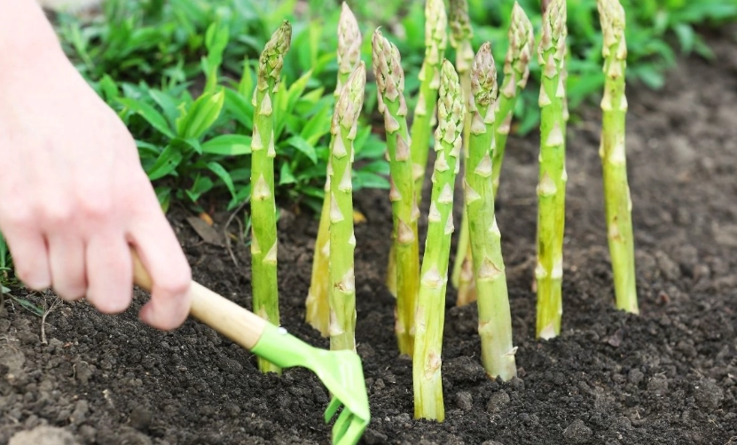 asparagus plant identification