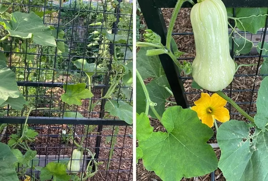 butternut squash plant problems
