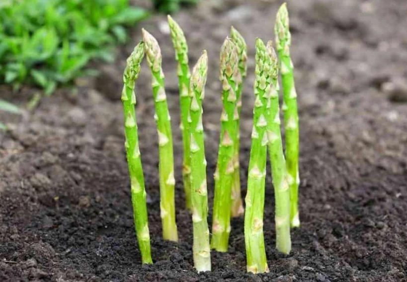 what does asparagus look like when growing
