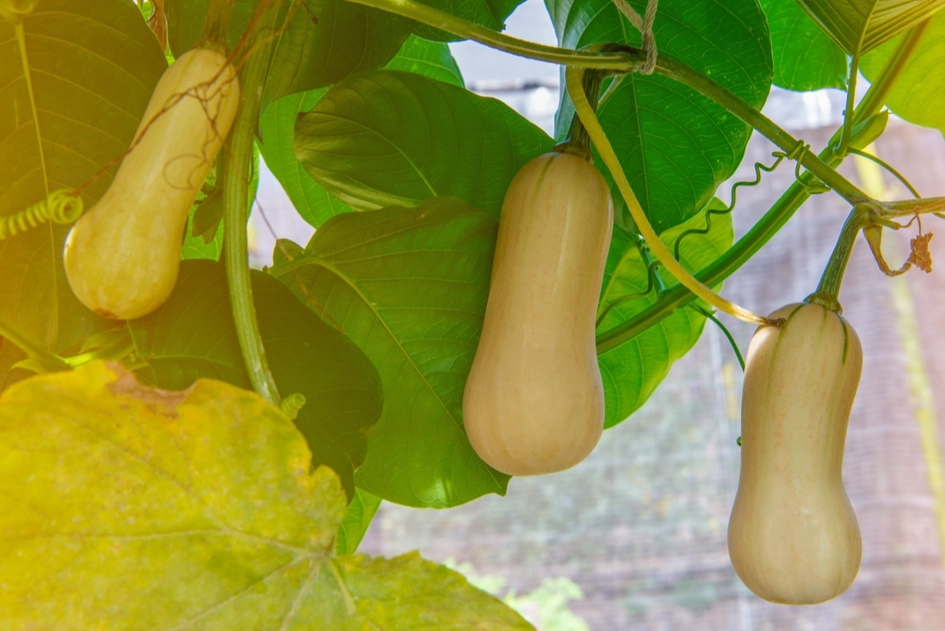when to buy butternut squash