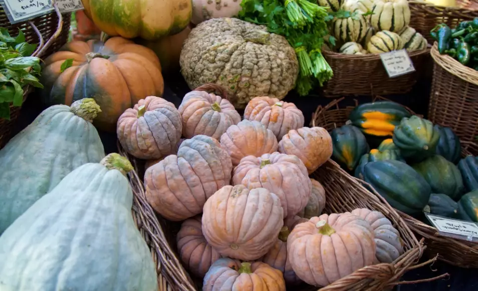 fall squash recipes