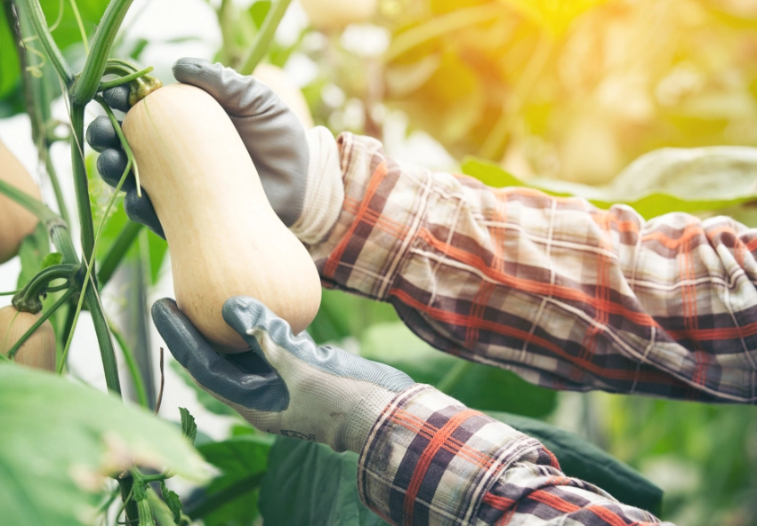 when to pick butternut squash