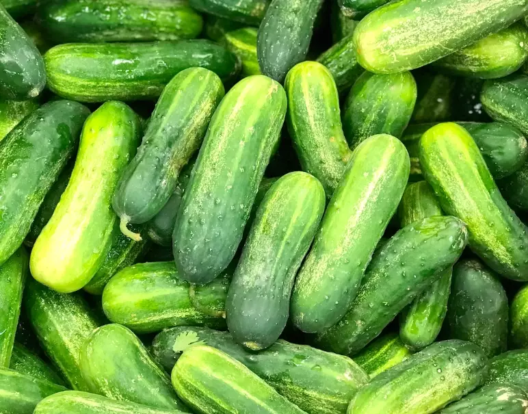 pickling cucumber varieties