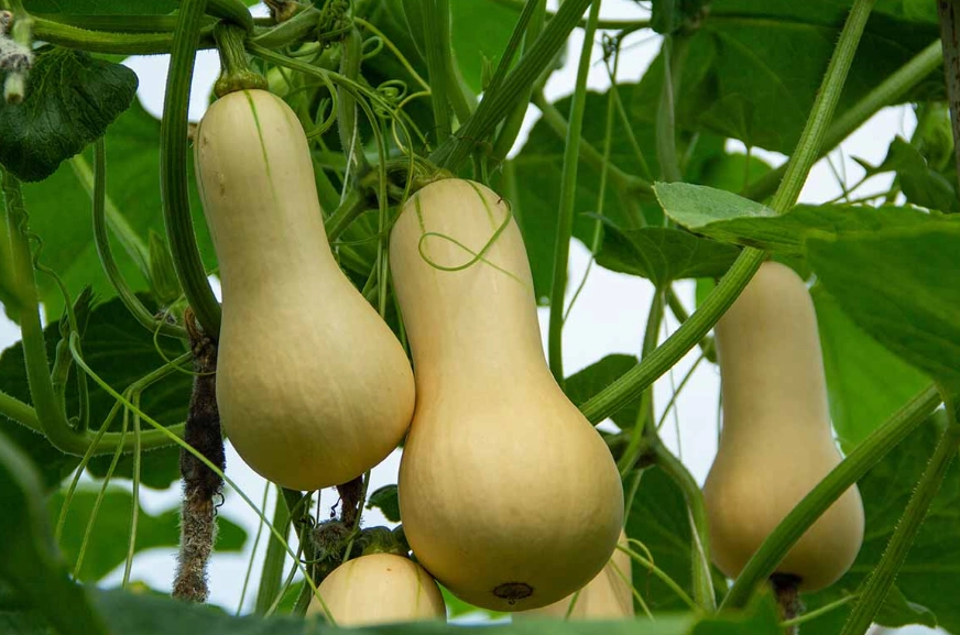 how to tell if butternut squash is ripe