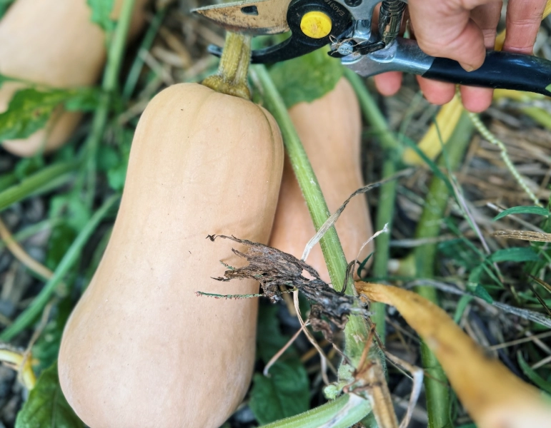 when pick butternut squash