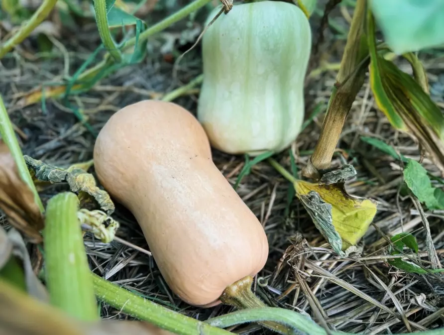 do squash ripen after picking