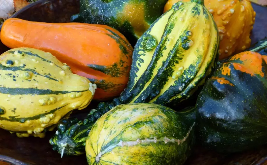 how to store squash