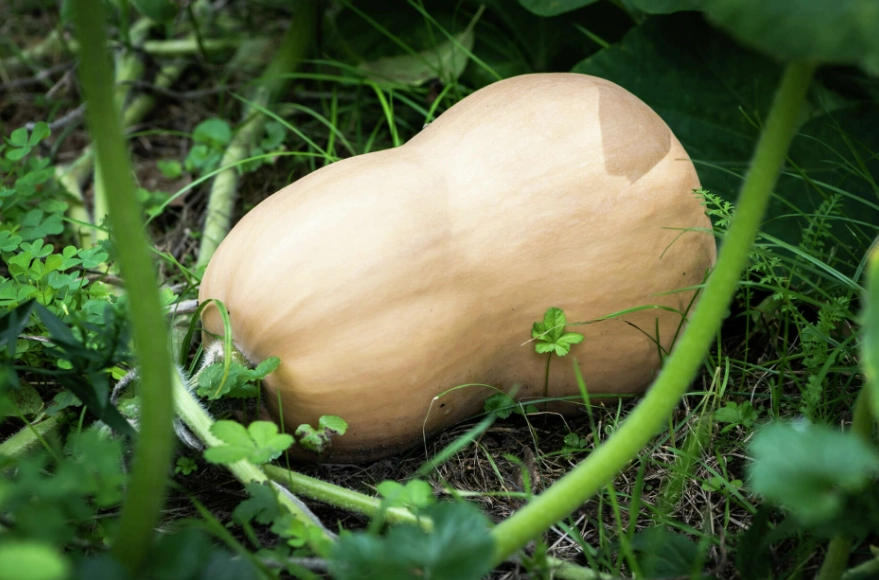 ripening butternut squash after cutting