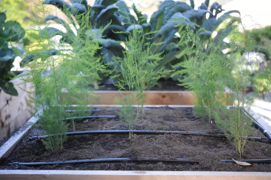 asparagus fern plant