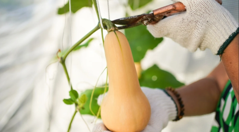 when to harvest butternut squash