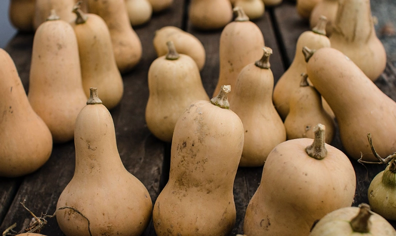 butternut squash harvesting time