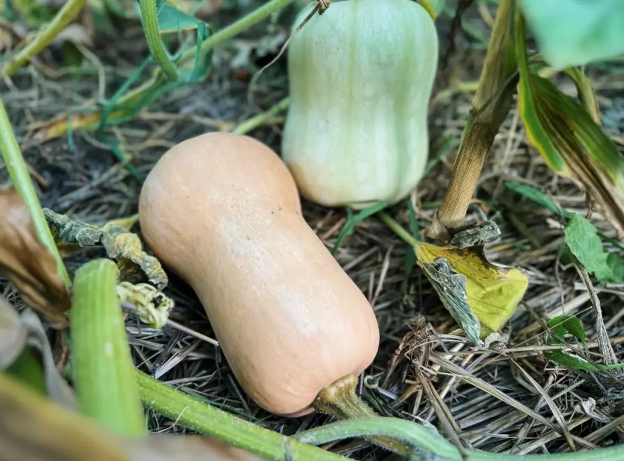 ripening butternut squash