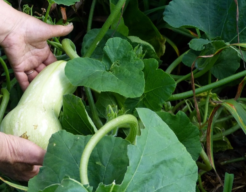 butternut squash harvest time
