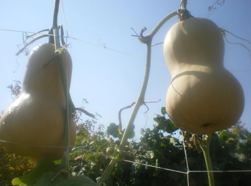 butternut squash harvesting time