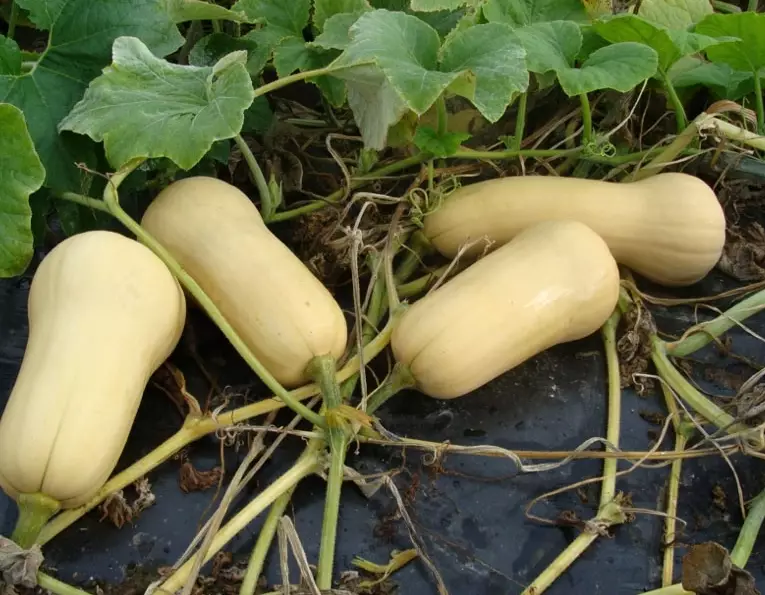 butternut squash plant care butternut squash plant care