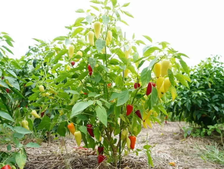 bell pepper growth time bell pepper growth time