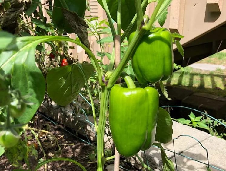 bell pepper harvest time bell pepper harvest time