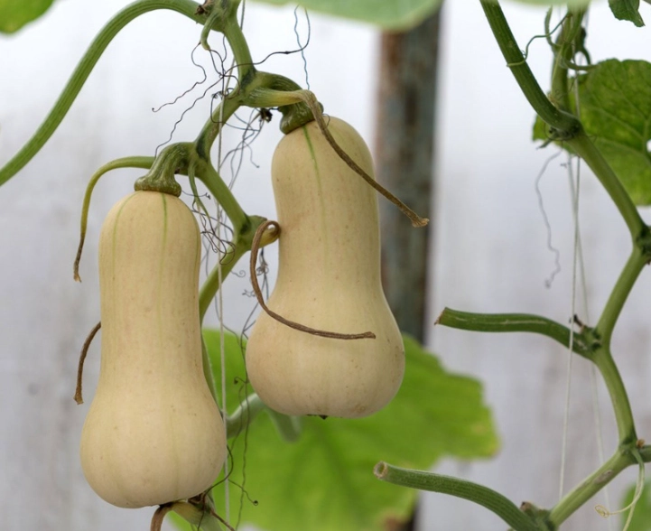 butternut squash plant care butternut squash plant care