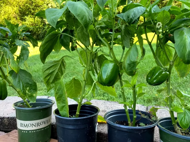 bell pepper growth time bell pepper growth time