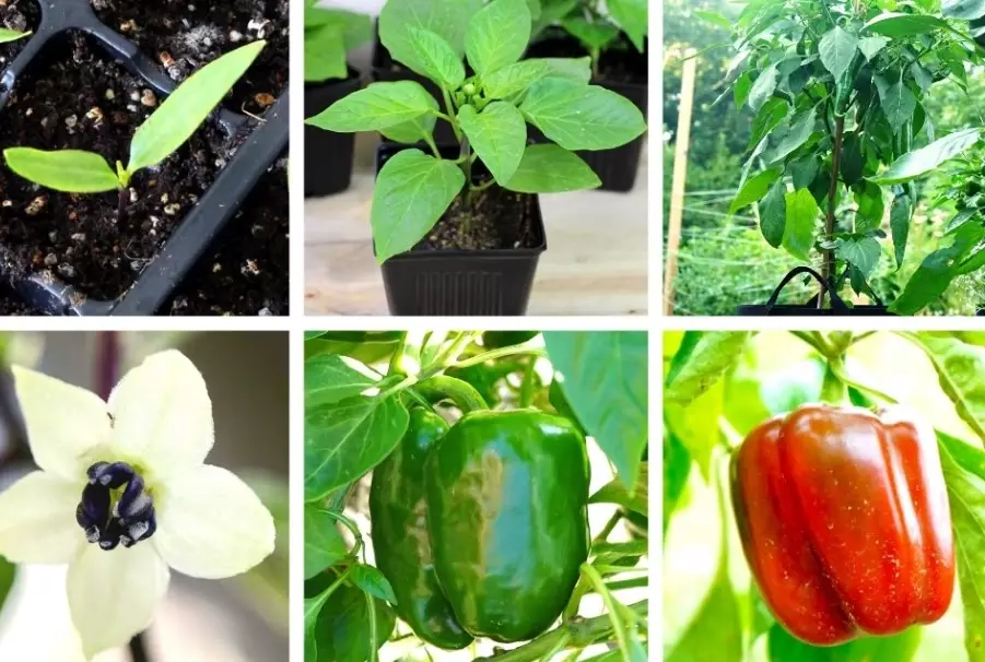growing bell peppers from seed growing bell peppers from seed
