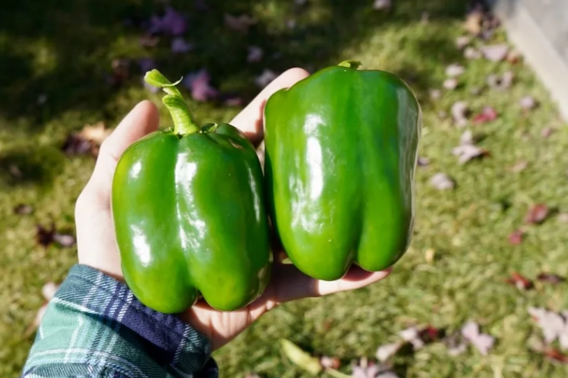 bell pepper color stages bell pepper color stages