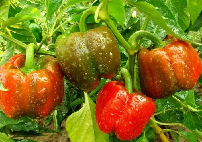 how to ripen bell peppers how to ripen bell peppers