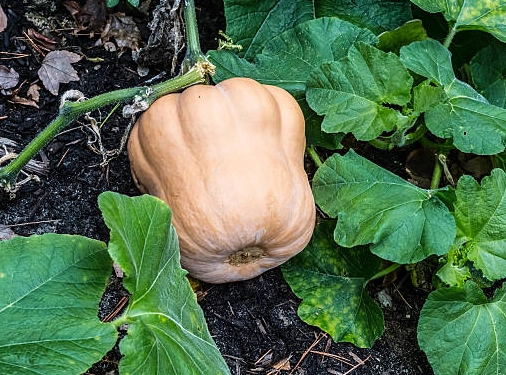 butternut squash vine