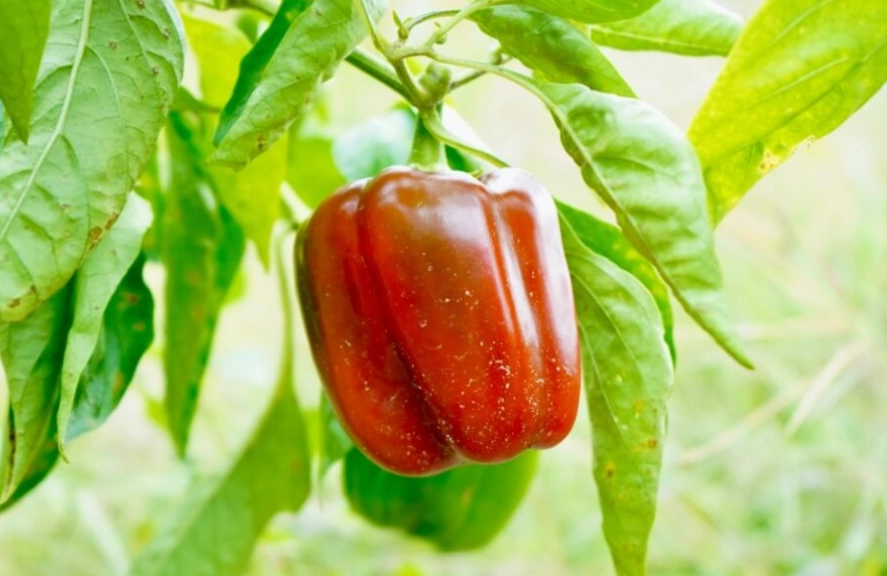 bell pepper color stages bell pepper color stages