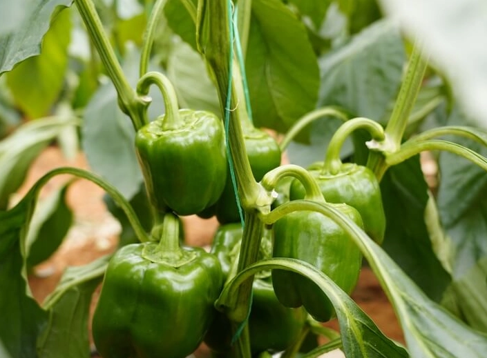 bell pepper color stages bell pepper color stages