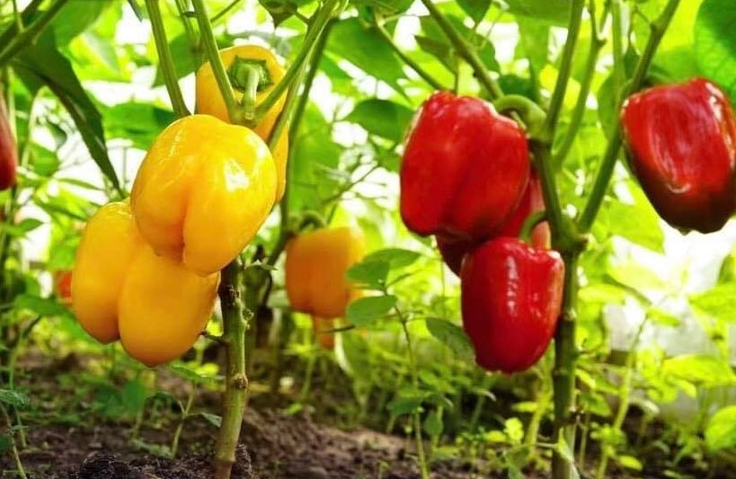 bell pepper harvest time bell pepper harvest time