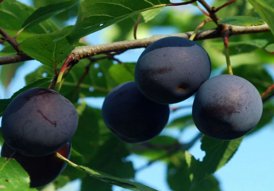 difference between red and black plums