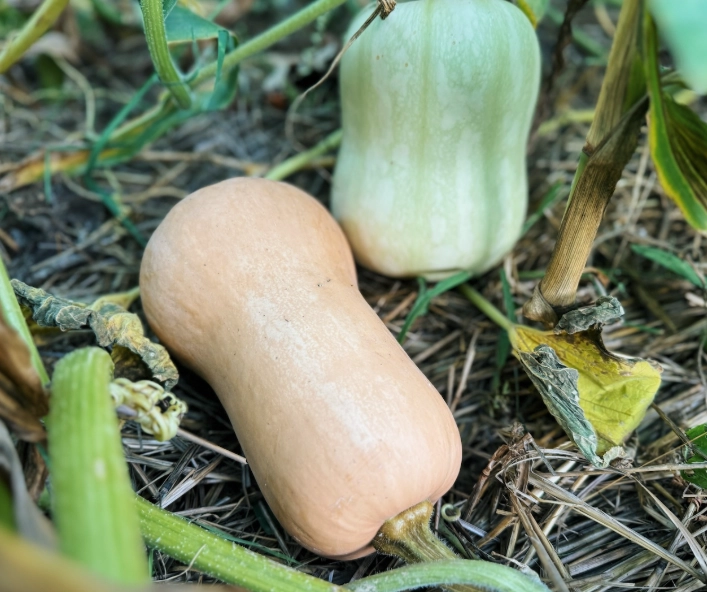 butternut squash picking signs
