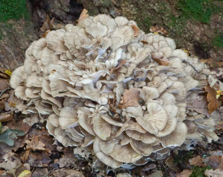 maitake mushroom
