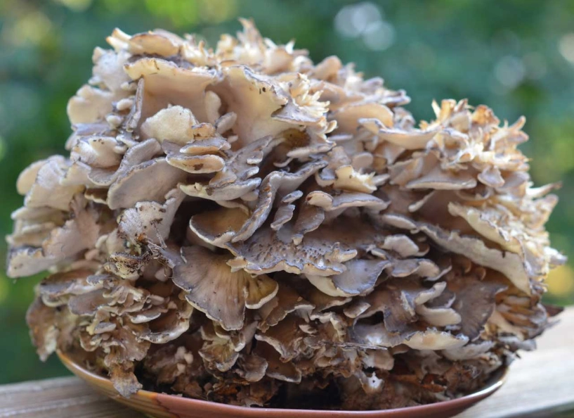 hen of the woods mushroom