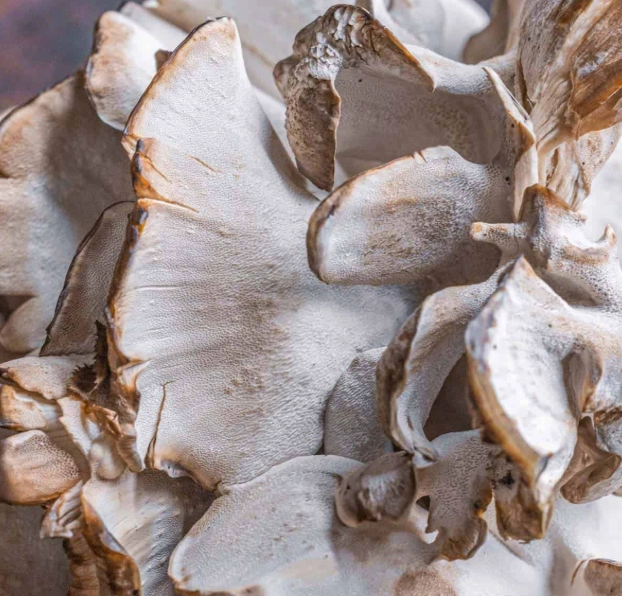 hen of the woods mushroom