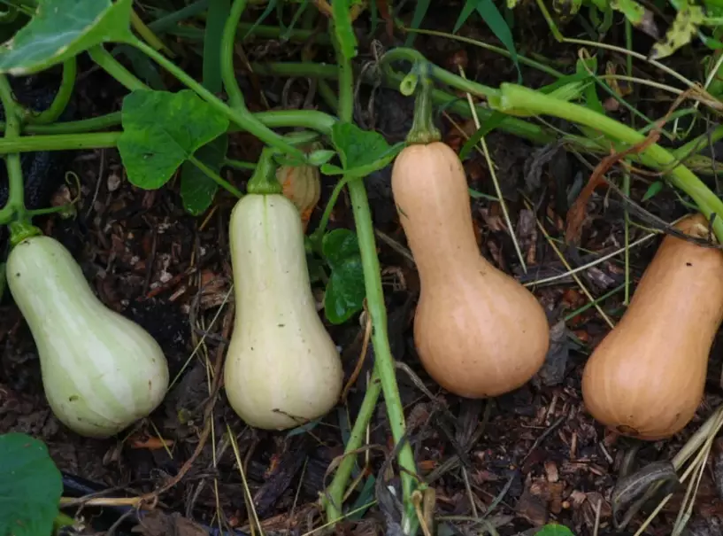 butternut squash picking signs