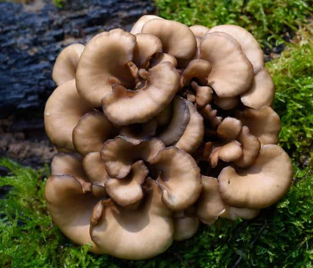 maitake mushroom