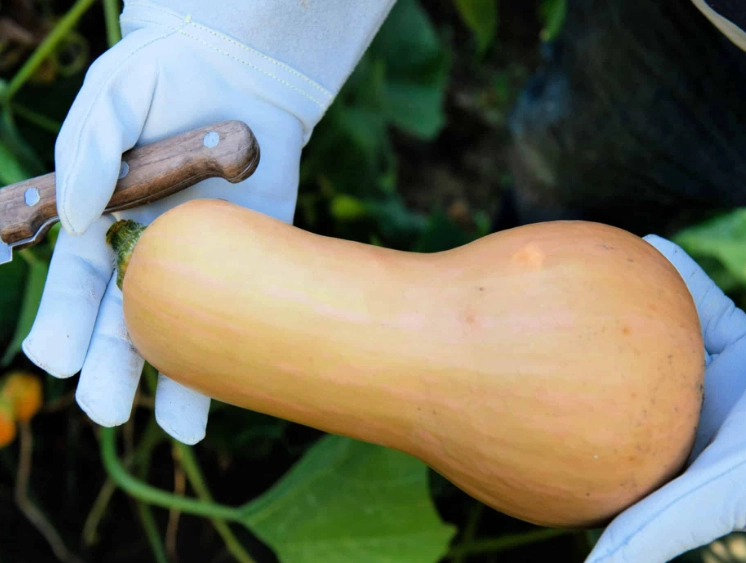 butternut squash harvest time