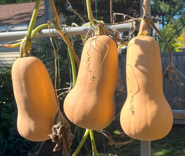 butternut squash ripe butternut squash ripe