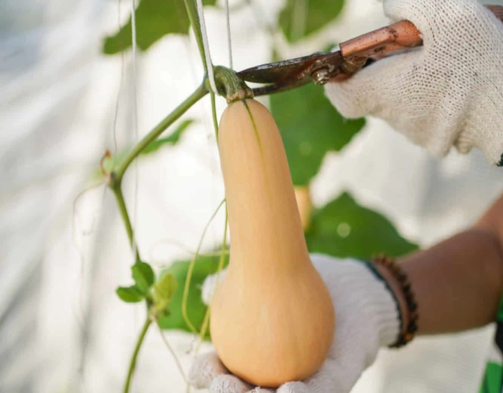 choosing ripe butternut squash