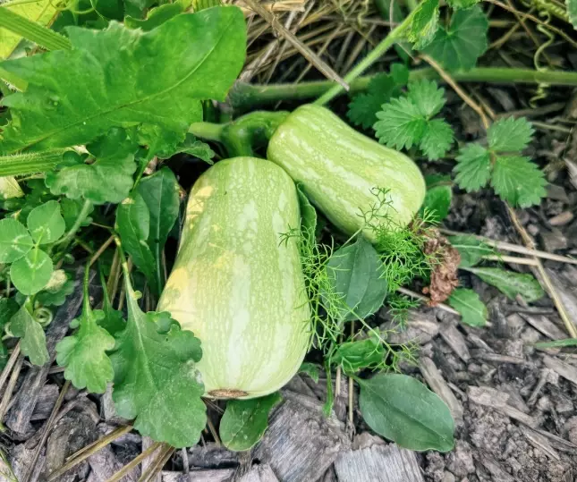 best time to pick butternut squash