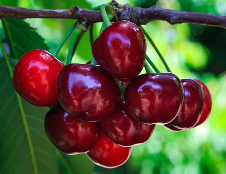 California cherry season California cherry season