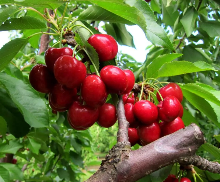 cherry farms near me cherry farms near me