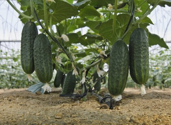 why are cucumbers bitter why are cucumbers bitter